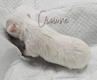 Crowne - AKC CH Sire & Dam, a female Chihuahua for sale in Goodyear, AZ – 6 of 8