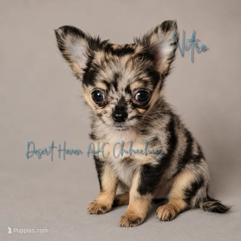 Nitro - AKC Merle – Chihuahua puppy for sale in Goodyear, AZ