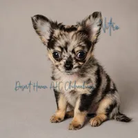 Nitro - AKC Merle, a male Chihuahua for sale in Goodyear, AZ – 1 of 10