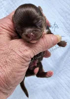 TINY PORTER - AKC FULL, a male Chihuahua for sale in Goodyear, AZ – 2 of 6