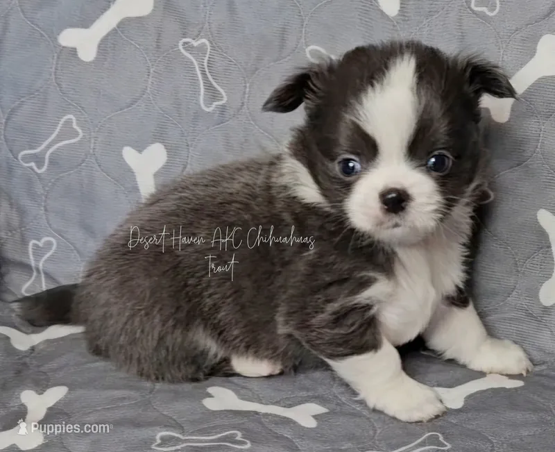 CH Sired Trout - AKC Blue LC – Chihuahua puppy for sale in Goodyear, AZ