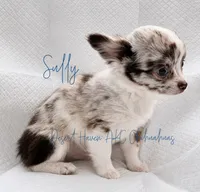 Sully -  Full AKC, a male Chihuahua for sale in Goodyear, AZ – 4 of 8