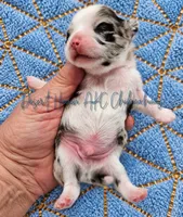 Marble • AKC Pet • Flashy Merle, a male Chihuahua for sale in Goodyear, AZ – 2 of 5