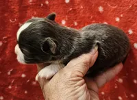Blue minimal White Long Coat male , a male Chihuahua for sale in Goodyear, AZ – 2 of 5