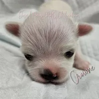 Crowne - AKC CH Sire & Dam, a female Chihuahua for sale in Goodyear, AZ – 2 of 8