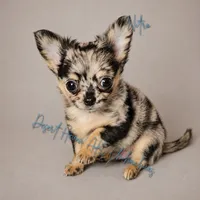 Nitro - AKC Merle, a male Chihuahua for sale in Goodyear, AZ – 3 of 10