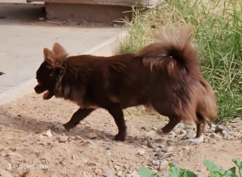 Chocolate LC male) ) – Chihuahua puppy for sale in Goodyear, AZ