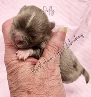 Dolly - AKC LC Female, a female Chihuahua for sale in Goodyear, AZ – 2 of 5