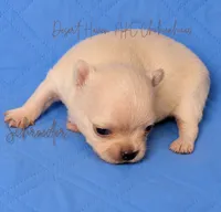 Schroeder - AKC CH Sired, a male Chihuahua for sale in Goodyear, AZ – 4 of 5