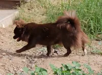 Chocolate LC male) ), a male Chihuahua for sale in Goodyear, AZ – 3 of 4