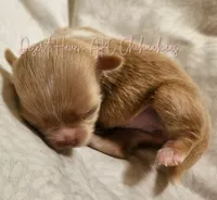 Ana - AKC - , a female Chihuahua for sale in Goodyear, AZ – 3 of 9