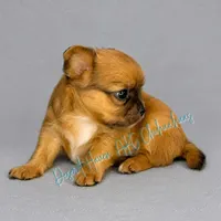 Milo - AKC , a male Chihuahua for sale in Goodyear, AZ – 4 of 6