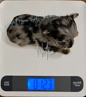 Nitro - AKC Merle, a male Chihuahua for sale in Goodyear, AZ – 7 of 10