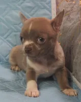 L👀KS like a MINI PIT BULL, a male Chihuahua for sale in Goodyear, AZ – Photo 5 of 6