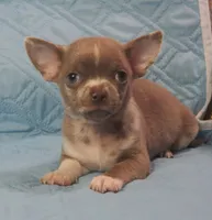 L👀KS like a MINI PIT BULL, a male Chihuahua for sale in Goodyear, AZ – Photo 6 of 6