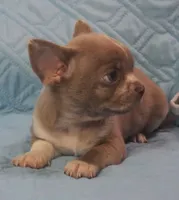 L👀KS like a MINI PIT BULL, a male Chihuahua for sale in Goodyear, AZ – Photo 4 of 6