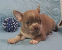 L👀KS like a MINI PIT BULL, a male Chihuahua for sale in Goodyear, AZ – Photo 2 of 6