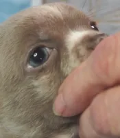 L👀KS like a MINI PIT BULL, a male Chihuahua for sale in Goodyear, AZ – Photo 3 of 6