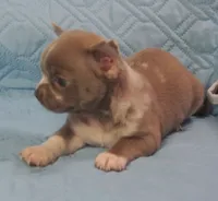 L👀KS like a MINI PIT BULL, a male Chihuahua for sale in Goodyear, AZ – Photo 1 of 6