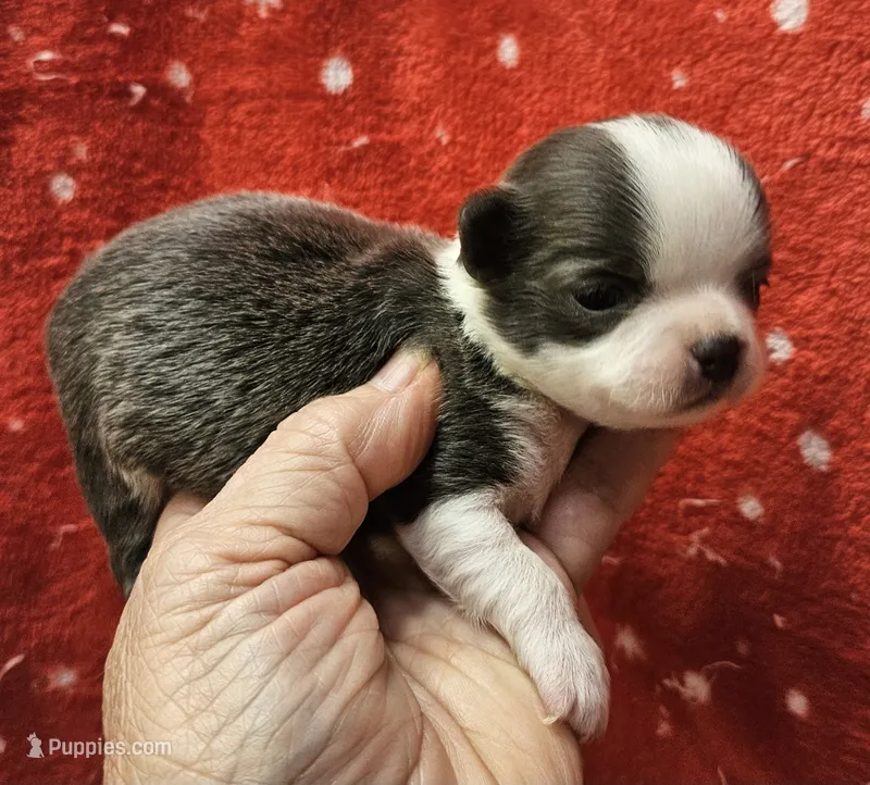 Irish marked Blue LC male  – Chihuahua puppy for sale in Goodyear, AZ