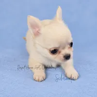 Schroeder - CH SIRED AKC, a male Chihuahua for sale in Goodyear, AZ – 3 of 10
