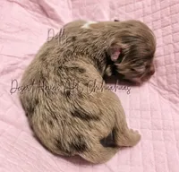 Dolly - AKC LC Female, a female Chihuahua for sale in Goodyear, AZ – 5 of 5