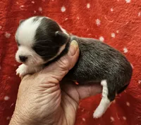 Irish marked Blue LC male , a male Chihuahua for sale in Goodyear, AZ – 2 of 6