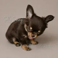 CH Sired Sammy • AKC • Embarked!, a male Chihuahua for sale in Goodyear, AZ – 6 of 8