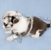 Sully - AKC Flashy, a male Chihuahua for sale in Goodyear, AZ – 4 of 7