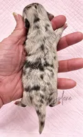 Jolene - AKC LC Girl, a female Chihuahua for sale in Goodyear, AZ – 4 of 5