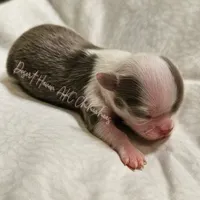TINY Dove -  CH Sired AKC Lilac, a female Chihuahua for sale in Goodyear, AZ – 2 of 4