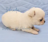 Schroeder - CH AKC, a male Chihuahua for sale in Goodyear, AZ – 2 of 6