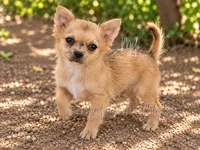 Milo - AKC , a male Chihuahua for sale in Goodyear, AZ – 2 of 3