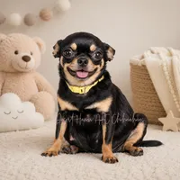 Andy - AKC *hidden merle, a male Chihuahua for sale in Goodyear, AZ – 8 of 8