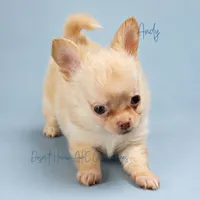 Andy - AKC *hidden merle, a male Chihuahua for sale in Goodyear, AZ – 5 of 7