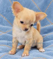 Andy - AKC Perfect Pet, a male Chihuahua for sale in Goodyear, AZ – 3 of 6