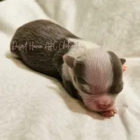 TINY Dove -  CH Sired AKC Lilac, a female Chihuahua for sale in Goodyear, AZ – 3 of 4