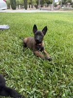 SARGE, a male Belgian Malinois for sale in Perris, CA – 3 of 6