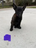 SARGE, a male Belgian Malinois for sale in Perris, CA – 6 of 6