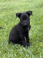 SARGE, a male Belgian Malinois for sale in Perris, CA – 2 of 6