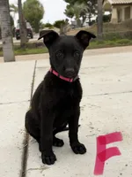 SARGE, a male Belgian Malinois for sale in Perris, CA – 4 of 6