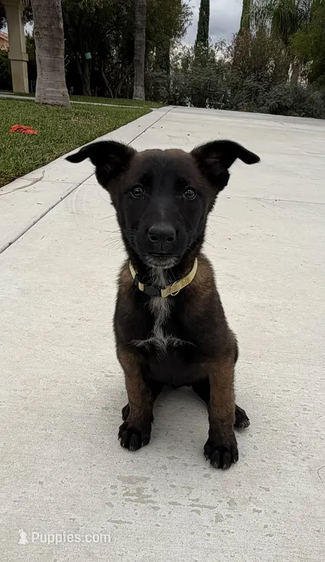 SARGE – Belgian Malinois puppy for sale in Perris, CA