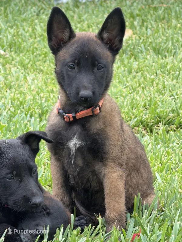 SARGE – Belgian Malinois puppy for sale in Perris, CA