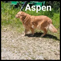 Billy, a male Golden Retriever for sale in West Plains, MO – 6 of 7