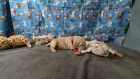 Seth, a male Golden Retriever for sale in West Plains, MO – 4 of 7