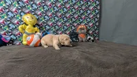 Yogi, a male Golden Retriever for sale in West Plains, MO – 3 of 8