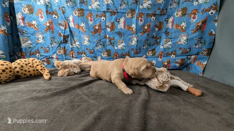 Seth – Golden Retriever puppy for sale in West Plains, MO