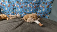 Libby, a female Golden Retriever for sale in West Plains, MO – 3 of 7