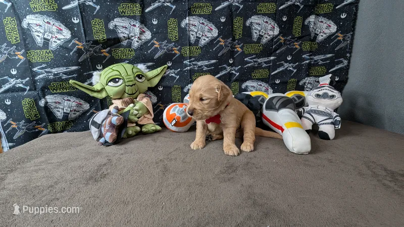 Seth – Golden Retriever puppy for sale in West Plains, MO