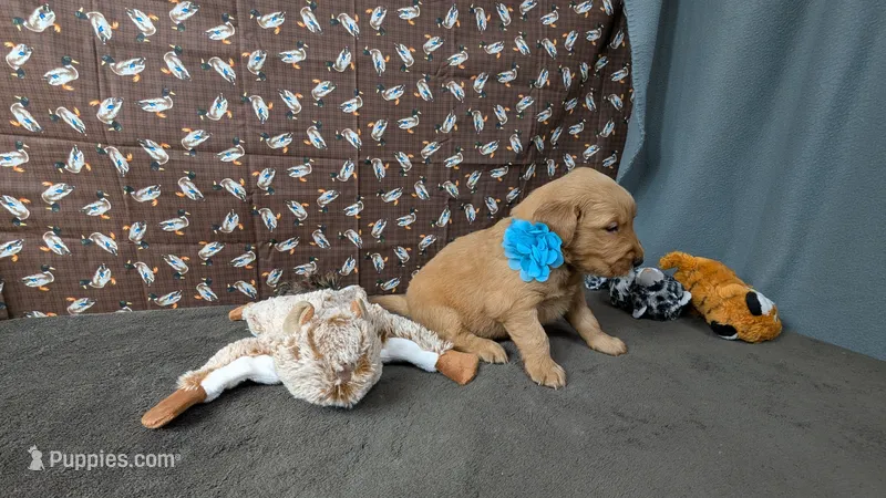 Libby – Golden Retriever puppy for sale in West Plains, MO